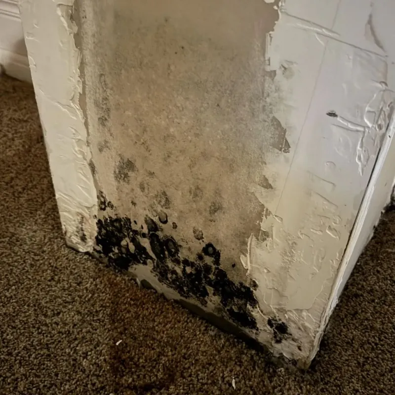 Professional Mold Removal in North Aurora, IL
